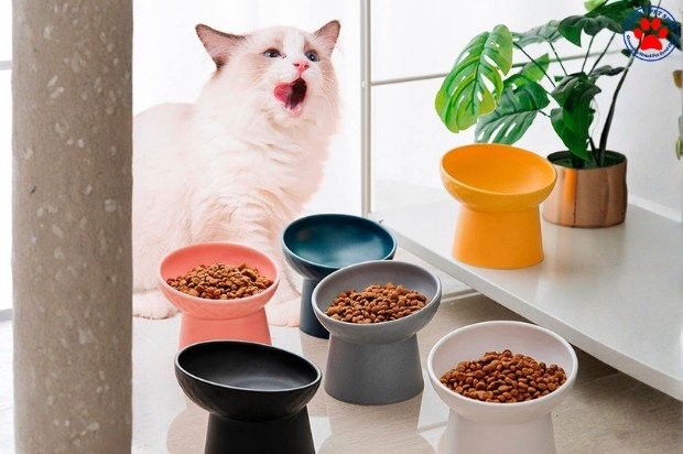 Jenis Makanan Kitten Terbaik yang Tersedia di Pet Shop Cilacap cherry petshop