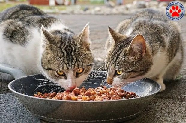 Kandungan Nutrisi Penting dalam Produk Makanan Anak Kucing kitten lahap cherry petshop