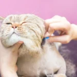 Grooming Kucing Cilacap, Perawatan Anabul yang Nyaman dan Profesional Grooming Kucing Cilacap, Perawatan Anabul yang Nyaman dan Profesional