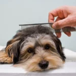 Grooming Anjing Cilacap, Solusi Perawatan Terbaik Hanya di Cherry Pet Shop