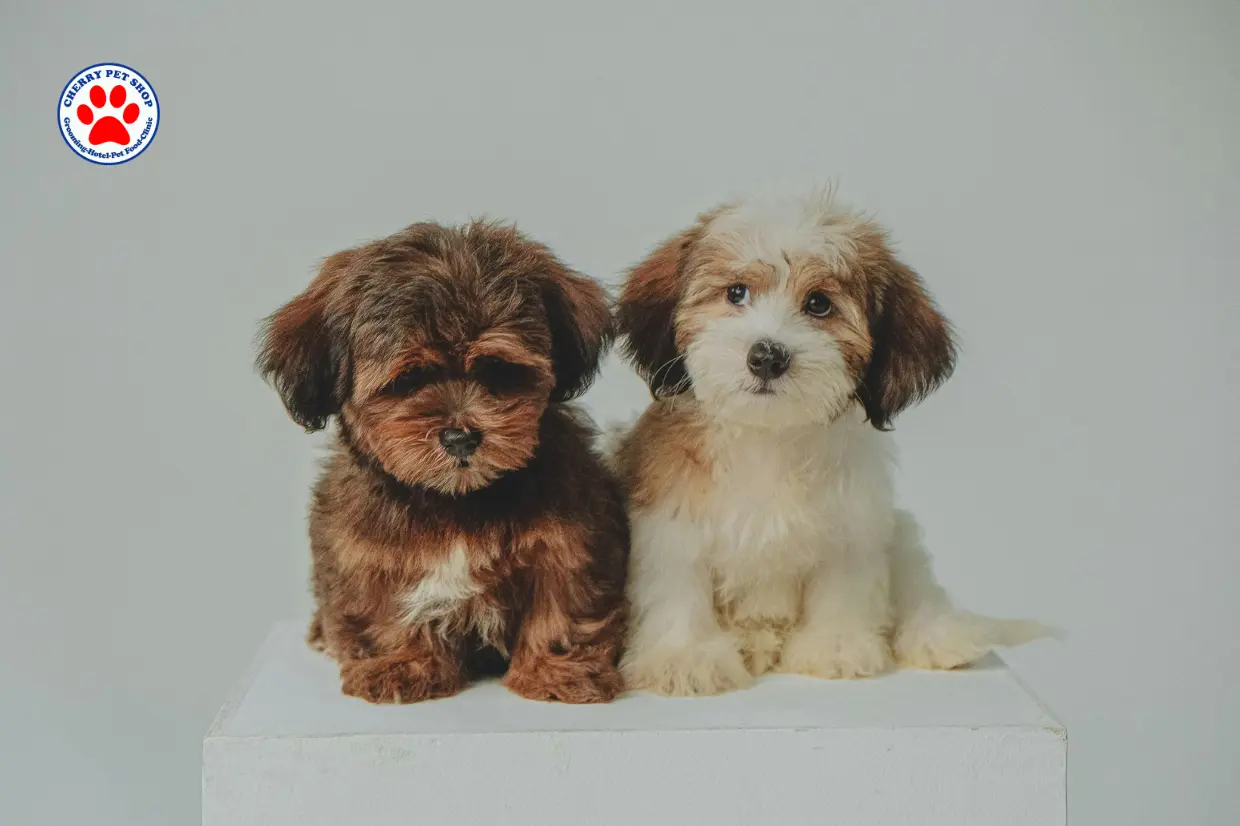 Tips Memilih Grooming Anjing di Kota Cilacap
