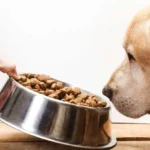 Beli Makanan Anjing Premium untuk Menjaga Kesehatan Peliharaan Beli Makanan Anjing Premium untuk Menjaga Kesehatan Peliharaan