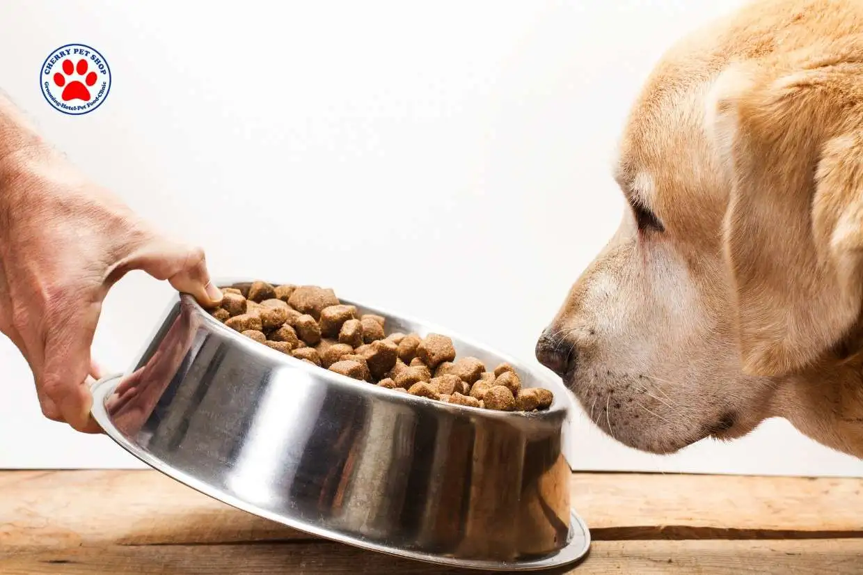 Beli Makanan Anjing Premium untuk Menjaga Kesehatan Peliharaan cherry petshop