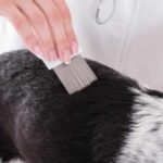 Cara Membasmi Kutu Anjing dengan Bahan Alami