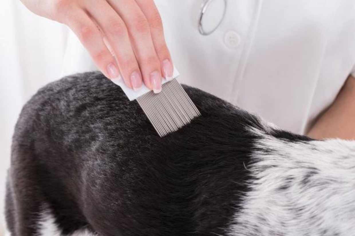 Cara Membasmi Kutu Anjing dengan Bahan Alami Cherry Petshop