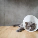 Kucing Tidak Mau Makan? Ini Cara Mengatasinya dengan Tepat
