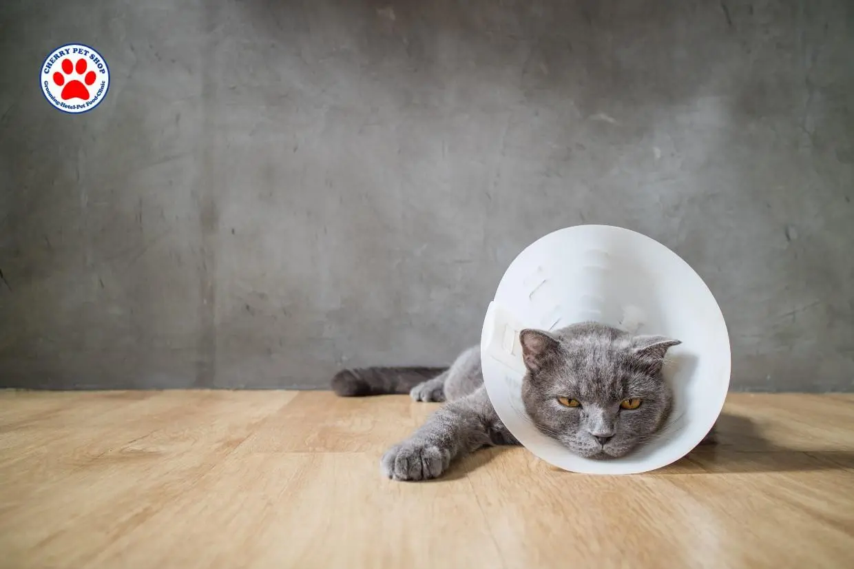 Kucing Tidak Mau Makan dan Cara Mengatasinya dengan Tepat cherry petshop