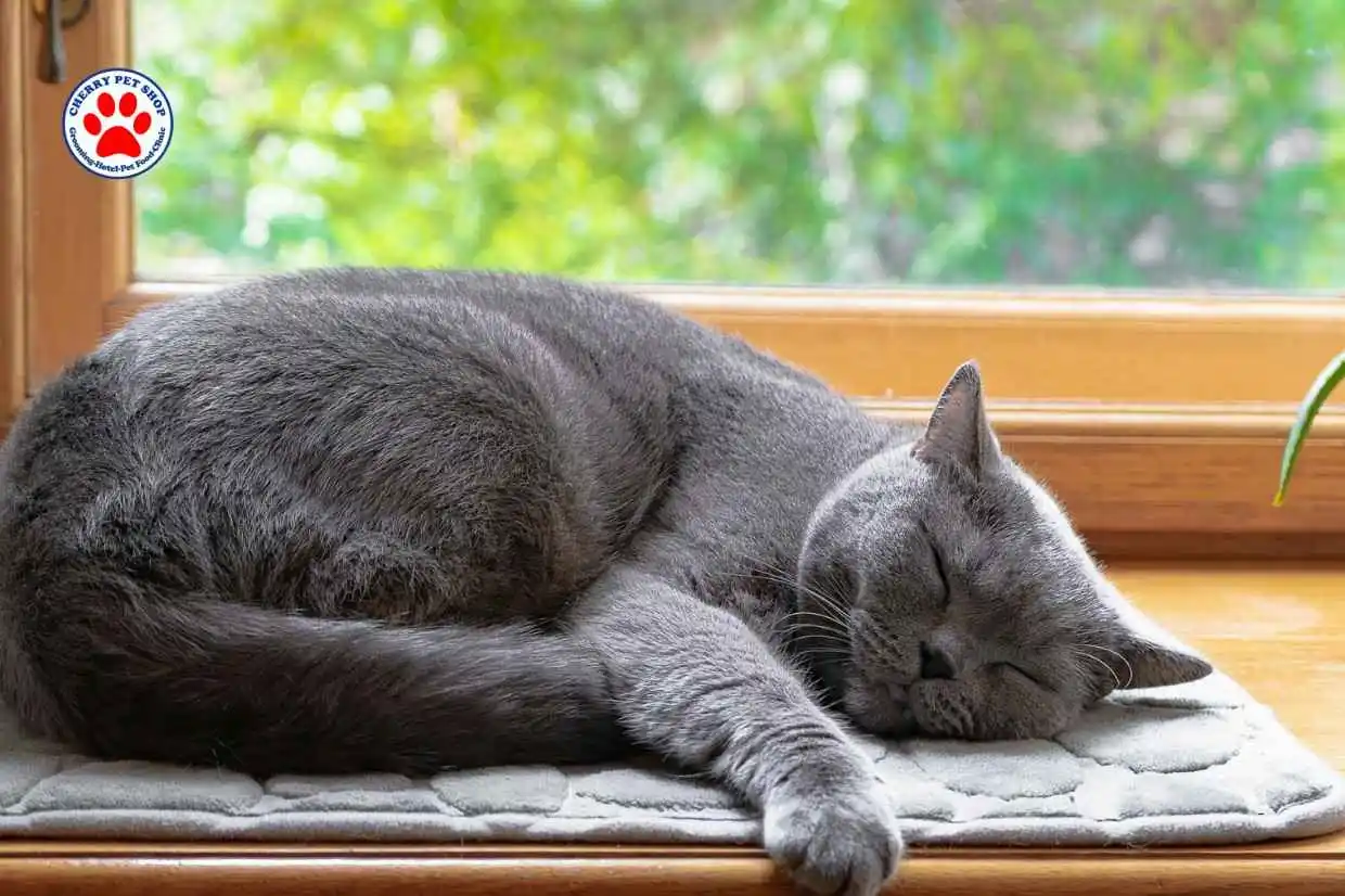 Kucing Tidak Mau Makan dan Tidur Terus cherry petshop