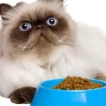 Makanan Kitten Terbaik, Pilihan Tepat untuk Tumbuh Kembang Anabul di Cherry Pet Shop Cilacap