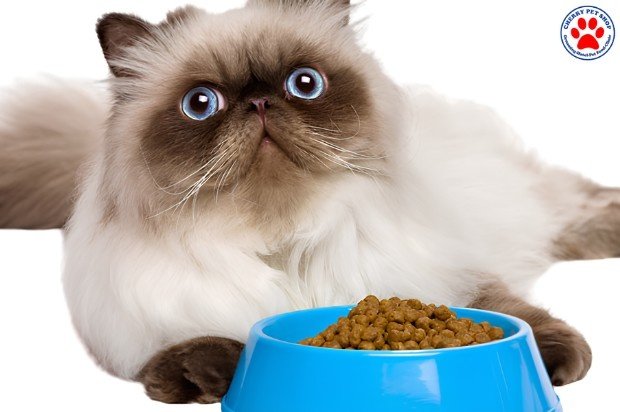 Makanan Kitten Terbaik, Pilihan Tepat untuk Tumbuh Kembang Anabul di Cherry Pet Shop Cilacap cherry petshop