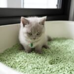 Pasir Kucing Tidak Bau, Solusi Rumah Segar Bersama Cherry Pet Shop Cilacap Pasir Kucing Tidak Bau, Solusi Rumah Segar Bersama Cherry Pet Shop Cilacap