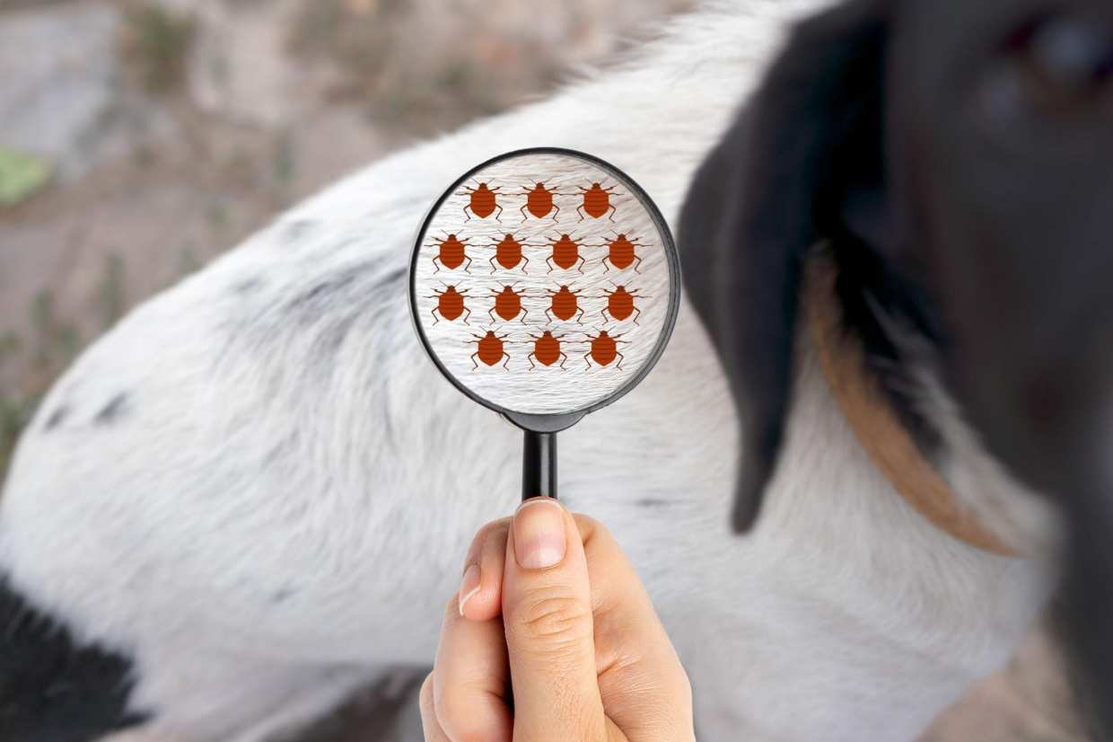 Penyebab Kutu pada Anjing Perlu Diketahui Cherry Petshop