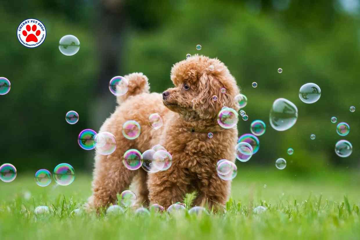 Sosialisasi Membantu Puppy Lebih Percaya Diri Cherry Petshop