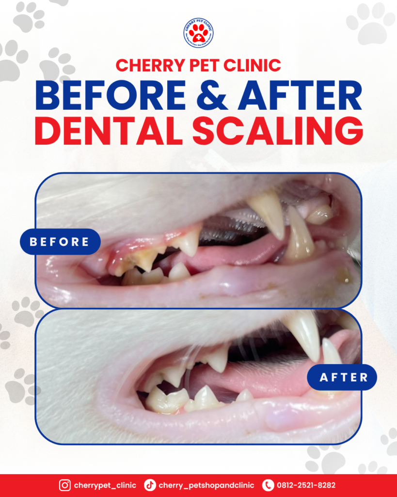 before after dental scaling cherry pet clinic