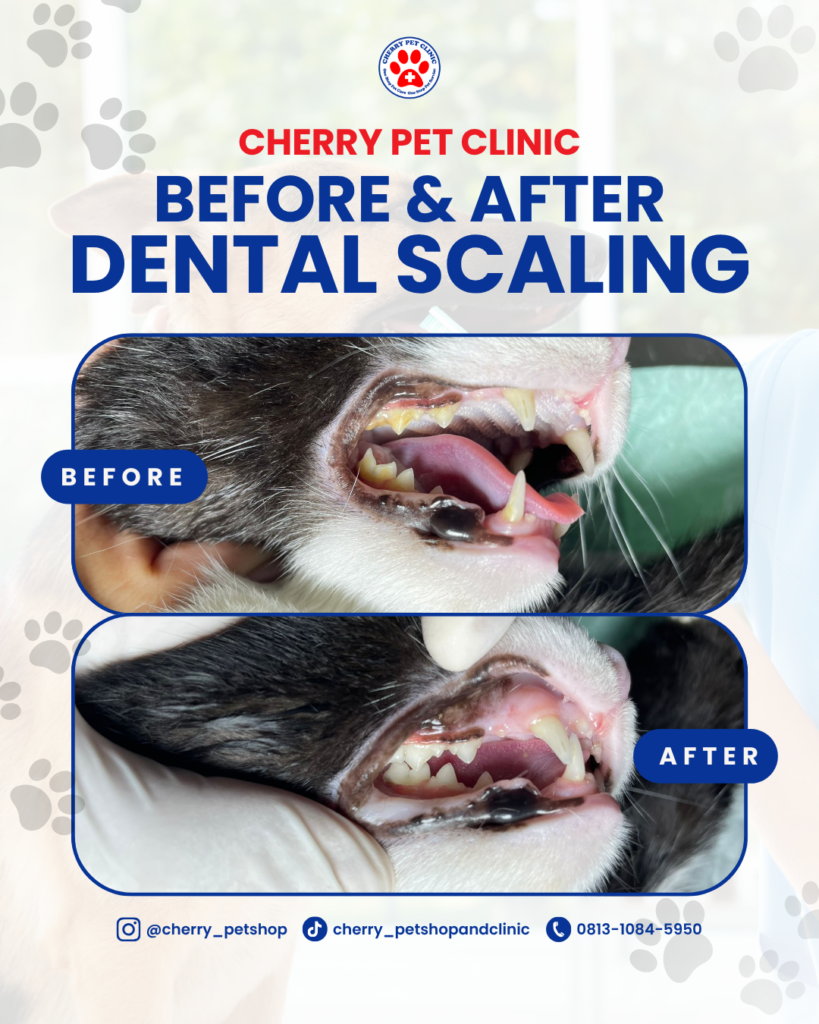 before after dental scaling2 cherry pet clinic