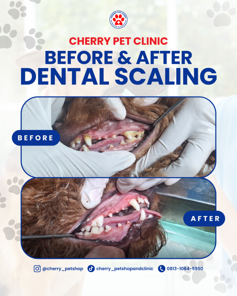 before after dental scaling4 cherry pet clinic