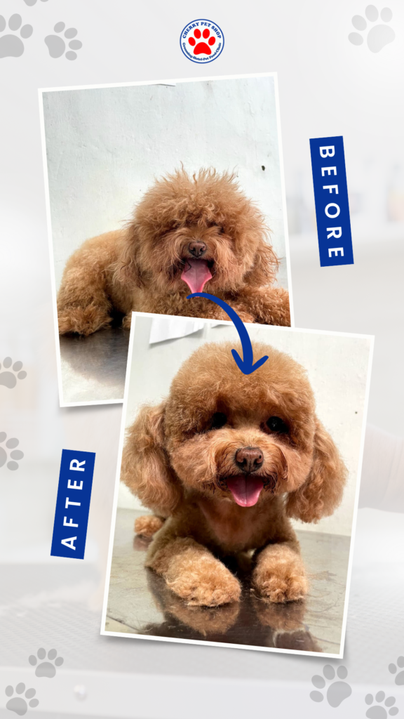 before after grooming cherry pet grooming