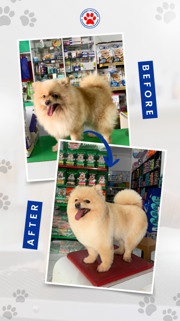 before after grooming 4 cherry pet grooming