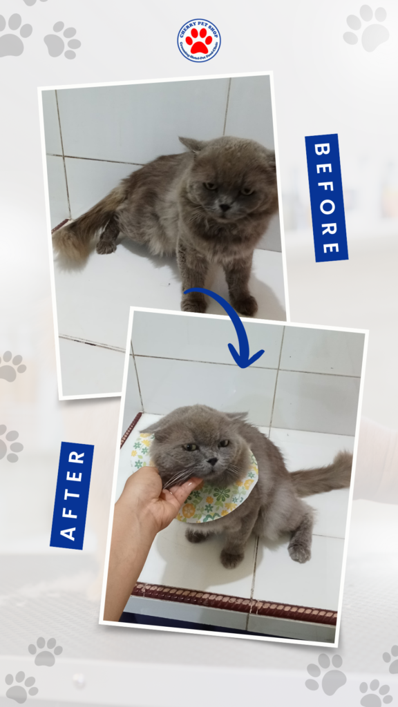 before after grooming 5 cherry pet grooming