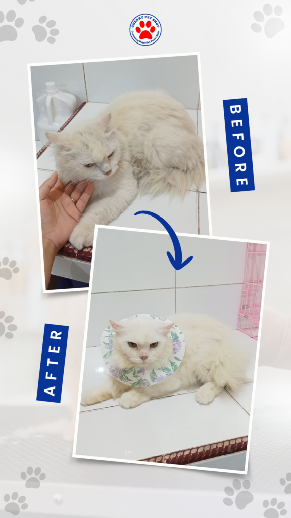 before after grooming 6 cherry pe grooming