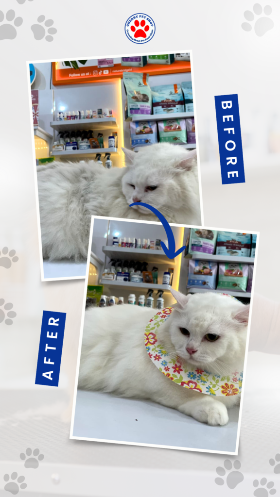 before after grooming 8 cherry pet grooming